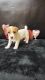 Jack Russell Terrier Puppies for sale in Burnsville, NC 28714, USA. price: $700