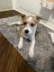 Jack Russell Terrier Puppies for sale in Phoenix, AZ, USA. price: $600
