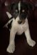 Jack Russell Terrier Puppies for sale in East Fishkill, NY 12533, USA. price: $600