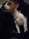 Jack Russell Terrier Puppies for sale in Westland, MI 48186, USA. price: $500