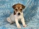 Jack Russell Terrier Puppies for sale in Boaz, AL, USA. price: NA
