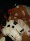 Jack Russell Terrier Puppies for sale in Lathrop, CA, USA. price: $100