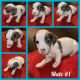 Jack Russell Terrier Puppies for sale in Advance, NC 27006, USA. price: $1,000