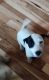 Jack Russell Terrier Puppies for sale in Kansas City, MO, USA. price: $600