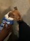 Jack Russell Terrier Puppies for sale in Clearwater, FL, USA. price: NA