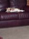 Jack Russell Terrier Puppies for sale in Springfield, OH, USA. price: NA