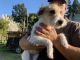 Jack Russell Terrier Puppies for sale in Hollister, CA 95023, USA. price: NA