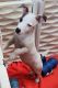 Jack Russell Terrier Puppies for sale in Leesburg, FL, USA. price: NA