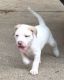 Jack Russell Terrier Puppies for sale in Hampton, GA 30228, USA. price: $300