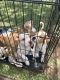 Jack Russell Terrier Puppies for sale in Honolulu, HI, USA. price: $15,000