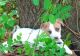 Jack Russell Terrier Puppies for sale in Hampton, GA 30228, USA. price: NA