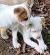Jack Russell Terrier Puppies for sale in Hampton, GA 30228, USA. price: $250