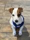 Jack Russell Terrier Puppies for sale in Bucks County, PA, USA. price: $850