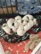 Jack Russell Terrier Puppies for sale in Cumming, GA, USA. price: $2,000