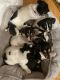 Jack Russell Terrier Puppies for sale in State College, PA, USA. price: $400