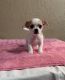 Jack Russell Terrier Puppies for sale in Riverside, CA, USA. price: NA
