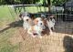 Jack Russell Terrier Puppies for sale in Upper Marlboro, MD 20772, USA. price: $500