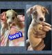 Jack Russell Terrier Puppies for sale in Waianae, HI 96792, USA. price: $300