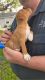 Jack Russell Terrier Puppies for sale in Minneota, MN 56264, USA. price: NA