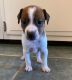 Jack Russell Terrier Puppies for sale in Flint Twp, MI, USA. price: NA
