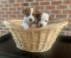 Jack Russell Terrier Puppies for sale in Asheboro, NC, USA. price: NA