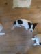 Jack Russell Terrier Puppies for sale in Stockbridge, GA, USA. price: $200