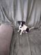 Jack Russell Terrier Puppies for sale in 7011 167th St, Tinley Park, IL 60477, USA. price: $500