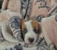 Jack Russell Terrier Puppies for sale in Easton, MA, USA. price: $1,000
