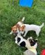 Jack Russell Terrier Puppies for sale in Belvedere DA17, UK. price: 400 GBP