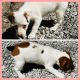 Jack Russell Terrier Puppies for sale in Kingsville, MO 64061, USA. price: $500