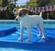 Jack Russell Terrier Puppies for sale in Milan, IL, USA. price: $800