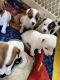 Jack Russell Terrier Puppies for sale in Lake Elsinore, CA, USA. price: $1,500