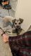 Jack Russell Terrier Puppies for sale in Katy, TX, USA. price: NA