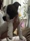 Jack Russell Terrier Puppies for sale in Staten Island, NY, USA. price: NA