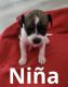 Jack Russell Terrier Puppies for sale in St Cloud, FL, USA. price: NA