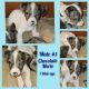 Jack Russell Terrier Puppies for sale in Advance, NC 27006, USA. price: $1,000