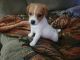 Jack Russell Terrier Puppies for sale in Washington, NC, USA. price: NA