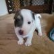 Jack Russell Terrier Puppies for sale in Danvers, MA 01923, USA. price: $1,250