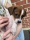 Jack Russell Terrier Puppies for sale in Christiana, DE 19702, USA. price: NA