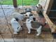 Jack Russell Terrier Puppies for sale in Farmington, MO 63640, USA. price: NA