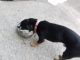 Jack Russell Terrier Puppies for sale in Roselle, NJ, USA. price: $600