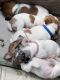 Jack Russell Terrier Puppies for sale in Baxley, GA 31513, USA. price: $400