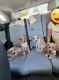 Jack Russell Terrier Puppies for sale in Brentwood, CA 94513, USA. price: NA