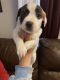 Jack Russell Terrier Puppies for sale in Staten Island, NY, USA. price: NA