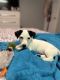Jack Russell Terrier Puppies for sale in Davie, FL, USA. price: NA