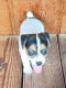Jack Russell Terrier Puppies for sale in Camden, SC 29020, USA. price: $500