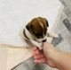 Jack Russell Terrier Puppies for sale in Jena, LA, USA. price: $600