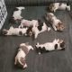 Jack Russell Terrier Puppies for sale in Chiefland, FL 32626, USA. price: $800