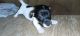 Jack Russell Terrier Puppies for sale in Brooksville, FL 34601, USA. price: $6,001,000