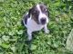 Jack Russell Terrier Puppies for sale in Ilion, NY 13357, USA. price: $350